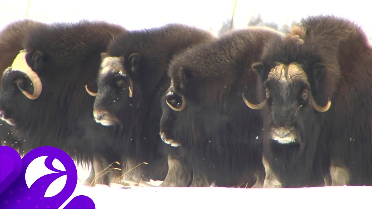 Специальный репортаж: Зачем ямальских овцебыков отправили жить в Красноярский край? 12.11.20