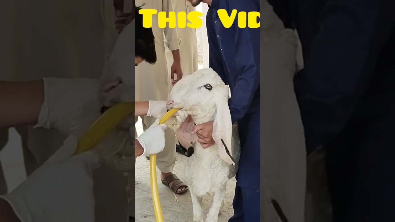 Drainage Of Ingesta In🐃||Dr Hafiz Nadeem #drhafiznadeemurrehman #shortsviral #drainageofingesta
