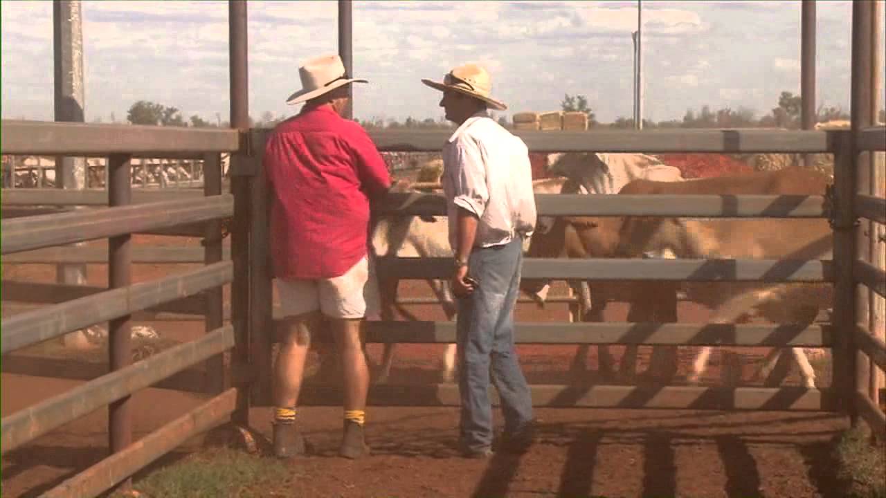 How cattle are prepared for the live cattle export trade