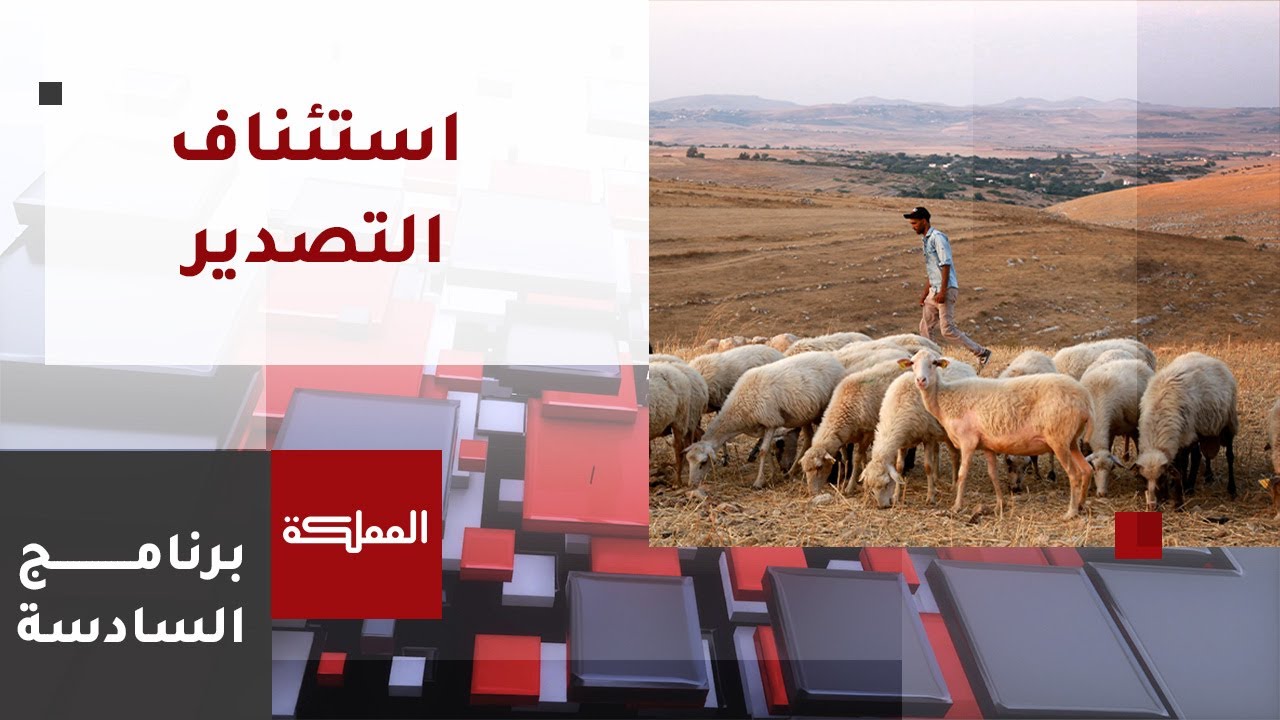 السادسة | مساع حكومية لاستئناف تصدير الأغنام للسعودية