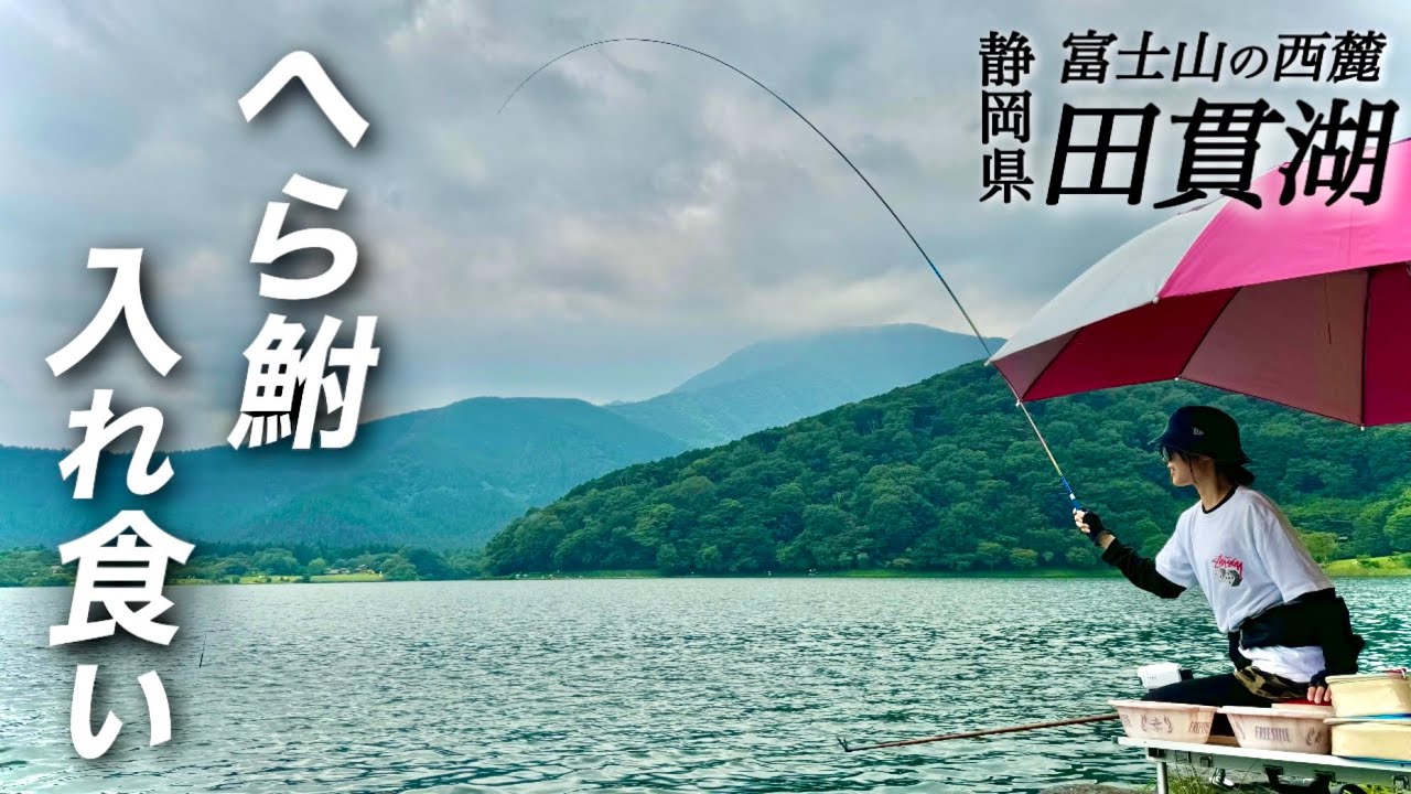 富士山の麓にある田貫湖でヘラブナ釣りしたら高活性すぎて魚が入れ食いした！！