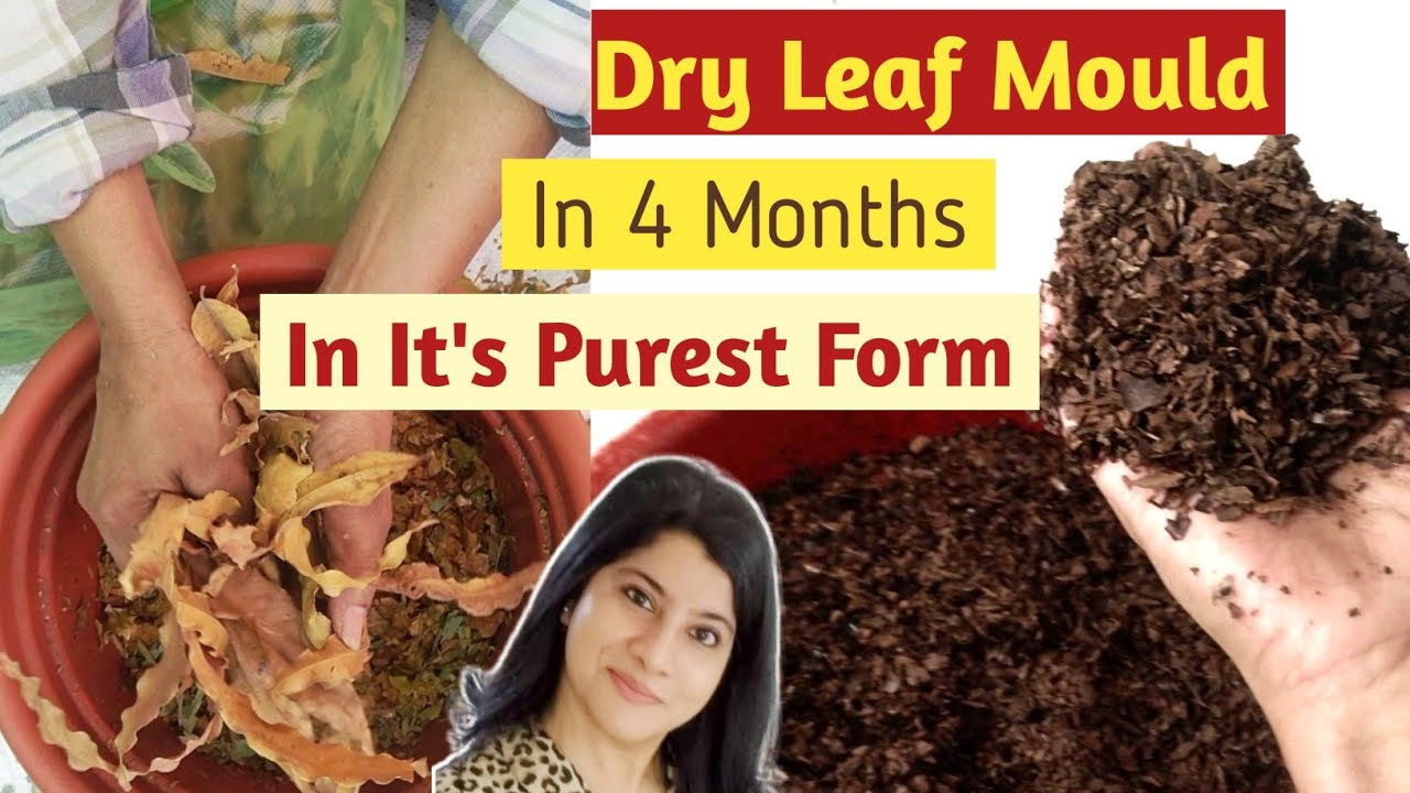 How To Make Leaf Mould At Home/Dry Leaf Compost/Leaf Mould/सुखी पतियों का खाद/Don't Waste Dry Leaves