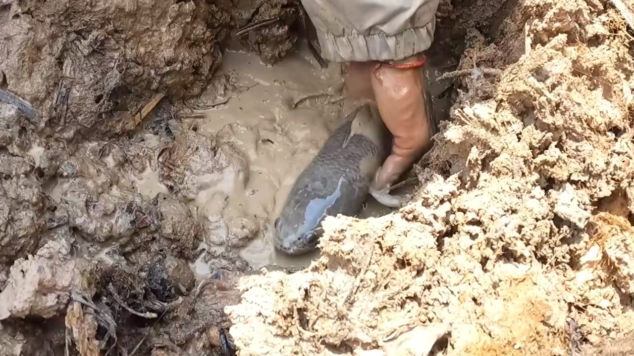 How to Catch Fish In Dry Season From Mud | Bare Hand Fishing Technique