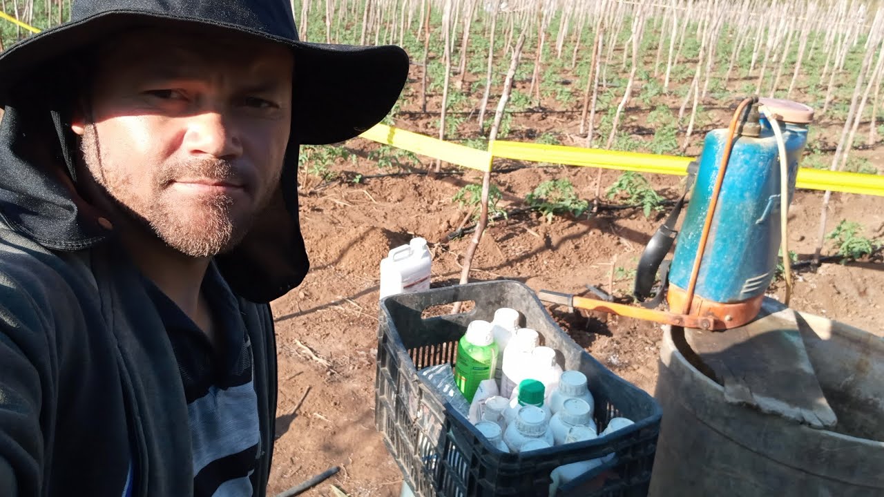 como controlar a traça do tomateiro (tuta absoluta) no tomate.
