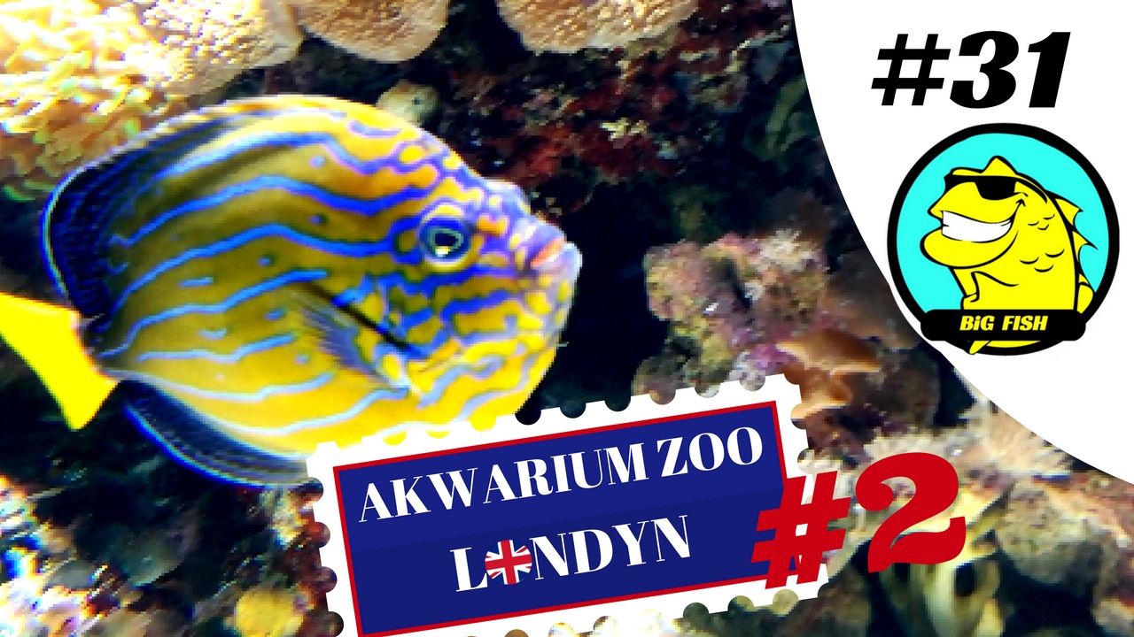 Zoo Londyn cz.2 Akwaria morskie i rafowe BiG Fish 031