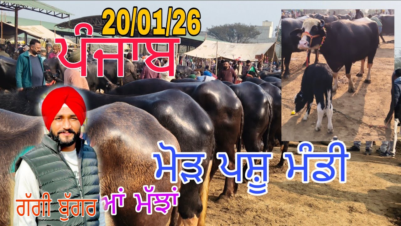 ਮੋੜ ਪਸ਼ੂ ਮੰਡੀ ਤੇ ਟੋਪ ਦੀਆਂ ਝੋਟੀਆਂ ਖ਼ਰੀਦੋ 