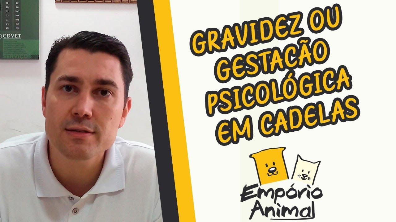 Como tratar em casa a gravidez psicológica da sua cachorrinha (cadela)