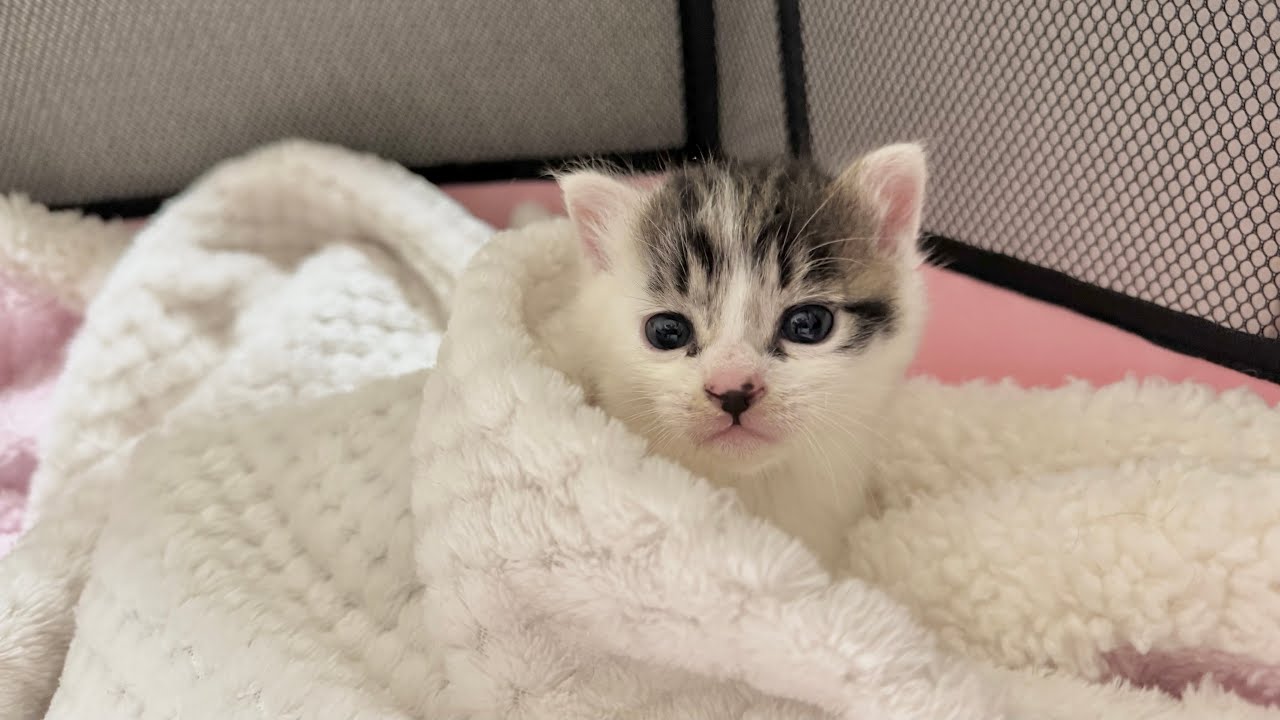 大通り沿いにひとりぼっちでいた子猫を保護【坊ちゃん日記#1】Kitten was found alone along the main street.