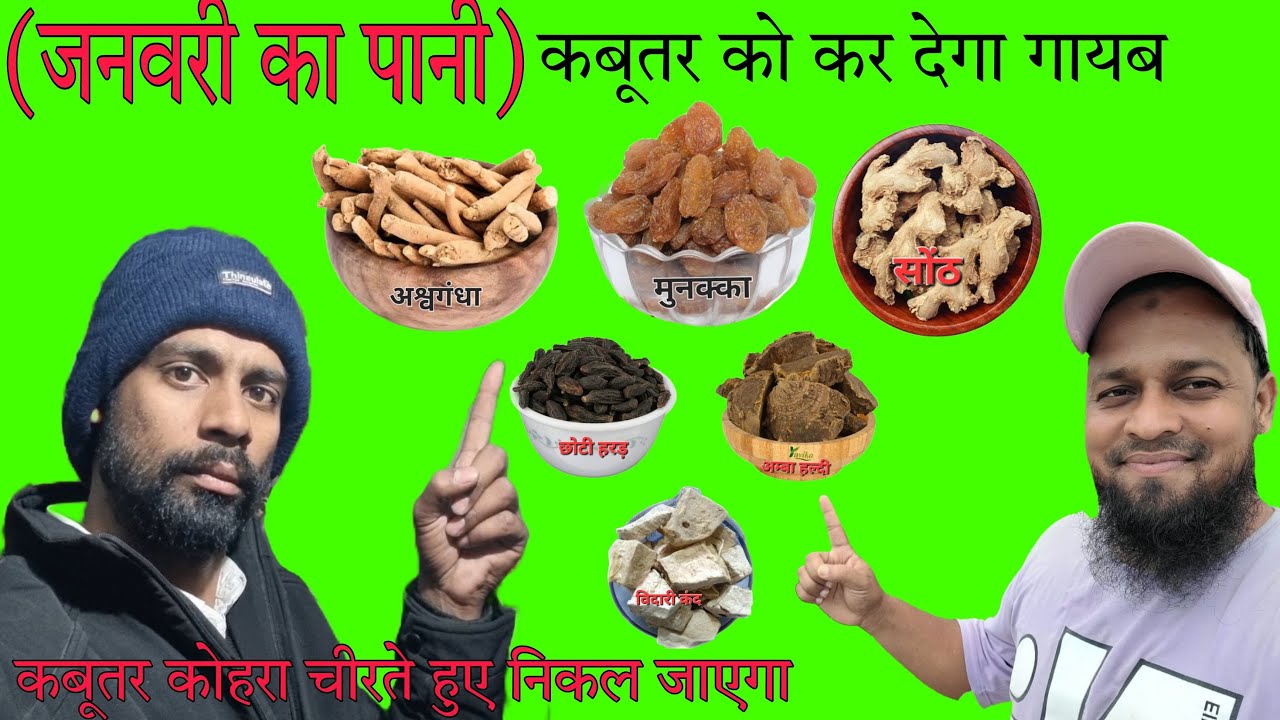 कबूतर को दौड़ाने का पानी। जनवरी की ठंड में कबूतर होगा गायब।  Kabootra ka khel pani.