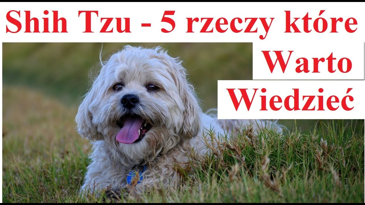 Shih Tzu - 5 rzeczy które Wato Wiedzieć