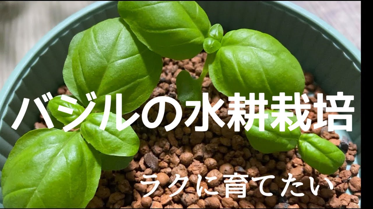 【水耕栽培】バジルを1年中かんたんに育てたい。