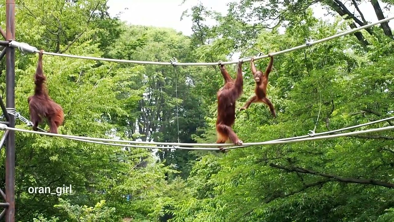 チャッピーアピホッピーのスカイウォーク🌳多摩動物公園 オランウータン