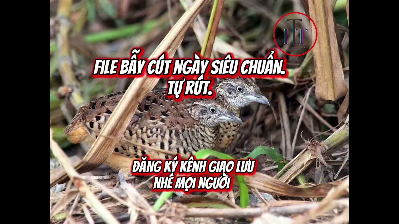 Flie bẫy cút ngày tự rút tặng ae mới chơi #baycut #bẫychim #birdtrap #baychimcutrung