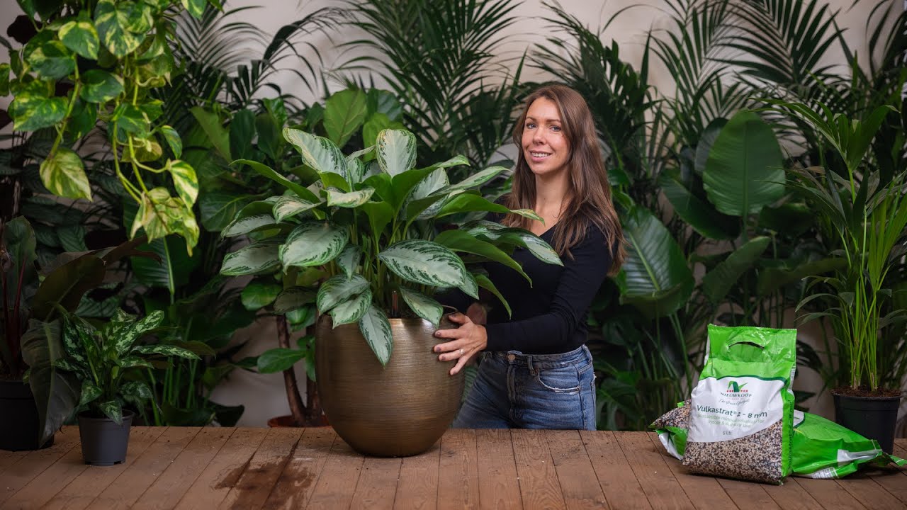Kamerplant opmaken met Vulcastrat | Stappenplan