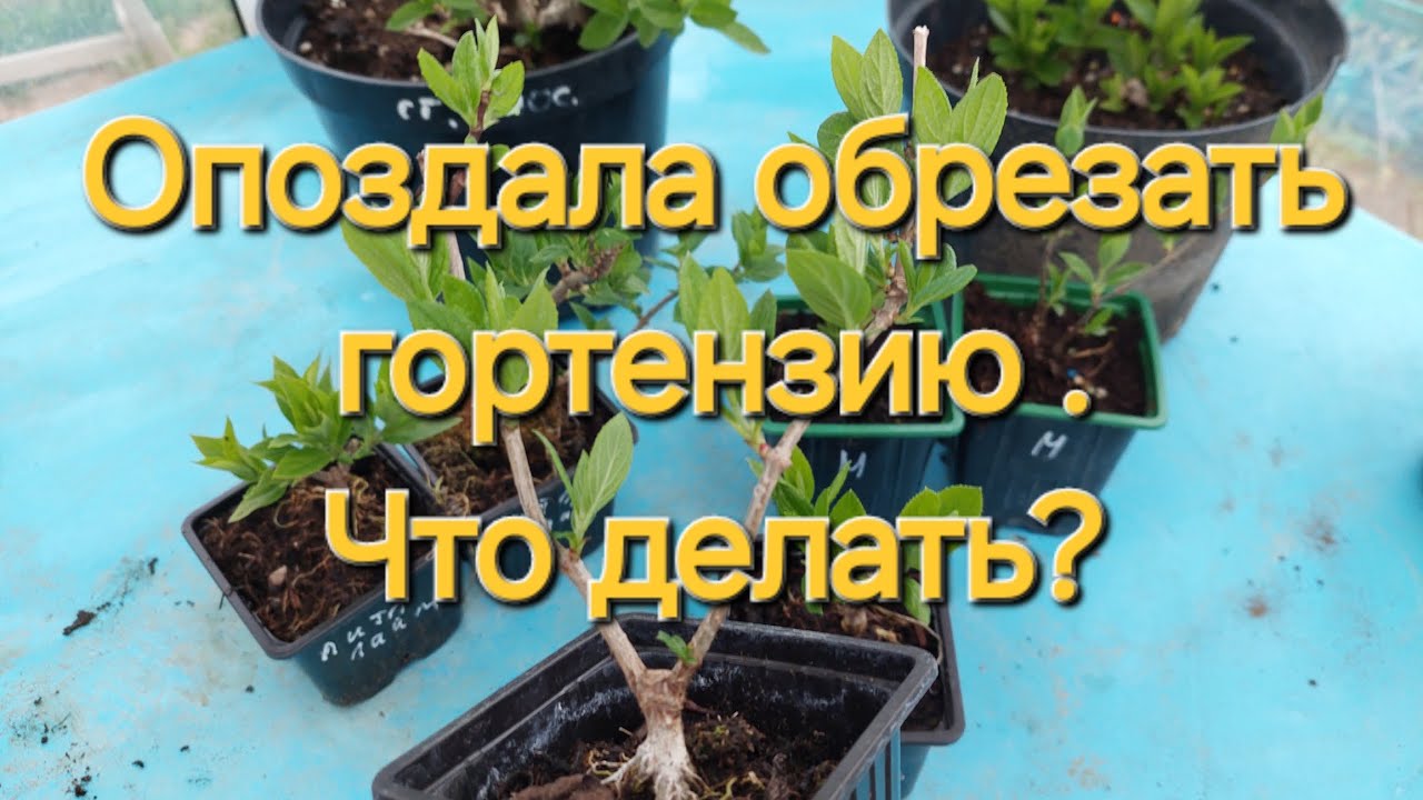 Резать или не резать?Вот в чем вопрос.