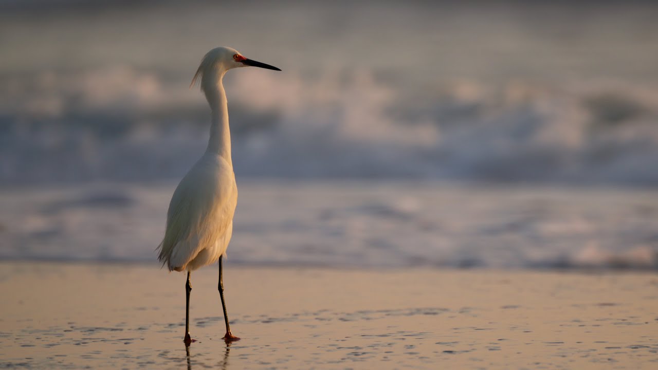 Birds Of Florida | Canon R5 II Wildlife Video