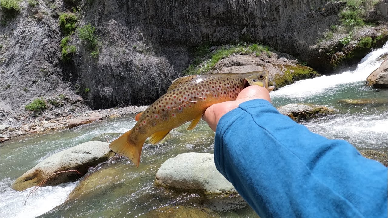 Wild brown trout fly fishing in Kashmir valley#fishing#freshwater #trout fishing