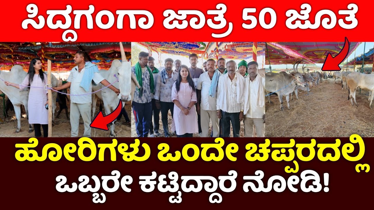 ಸಿದ್ದಗಂಗಾ ಜಾತ್ರೆಯಲ್ಲಿ 50 ಜೊತೆ ಹೋರಿಗಳು ಒಂದೇ ಚಪ್ಪರದಲ್ಲಿ ಒಬ್ಬರೇ ಕಟ್ಟಿದ್ದಾರೆ ನೋಡಿ / Siddaganga Jatre 