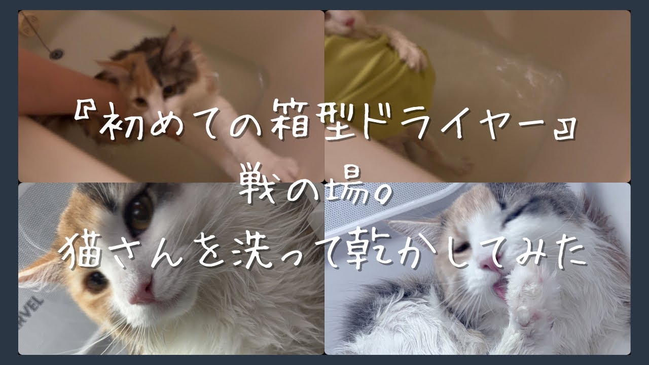 戦の時。猫さんを洗って乾かしてみた【箱型ドライヤー使ってみた】