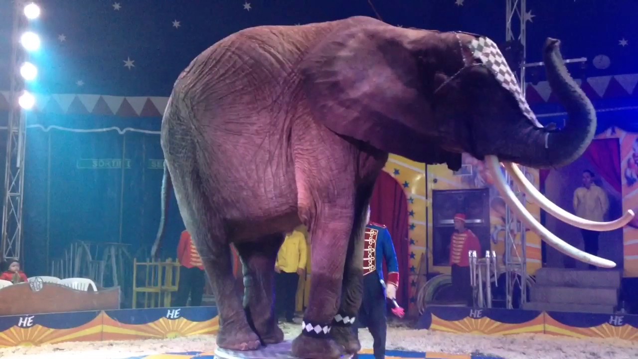 Le cirque Sabrina Fratellini au Neubourg 2017