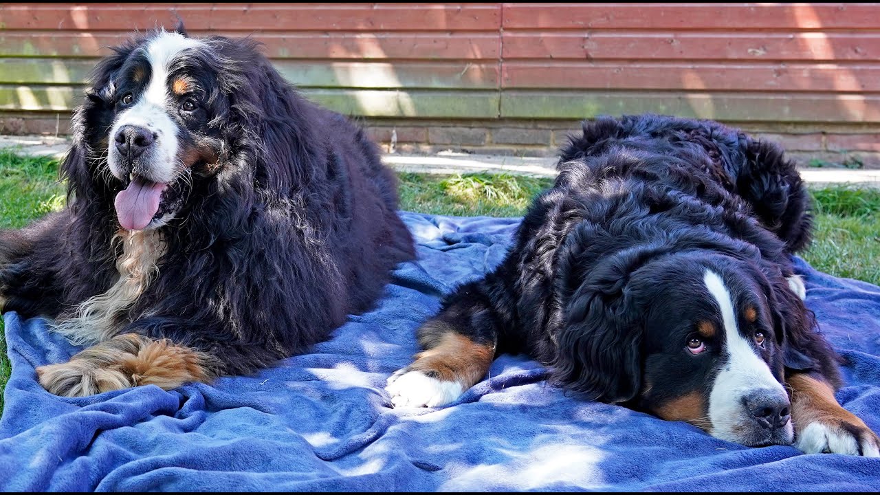Two Cute Bernese Mountain Dogs have a Sleepover. What did they do? | Dog Vlog