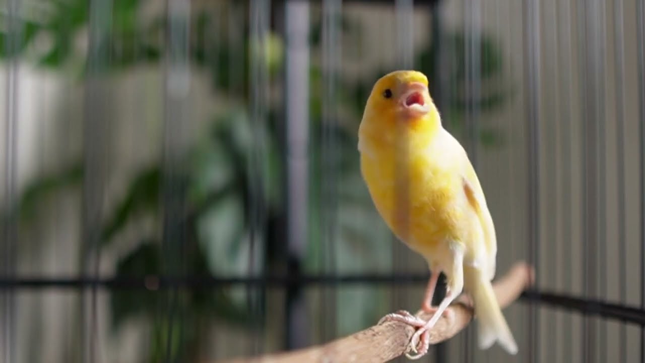 o canto do canário Belga é realmente encantador - o melhor treinamento para canários