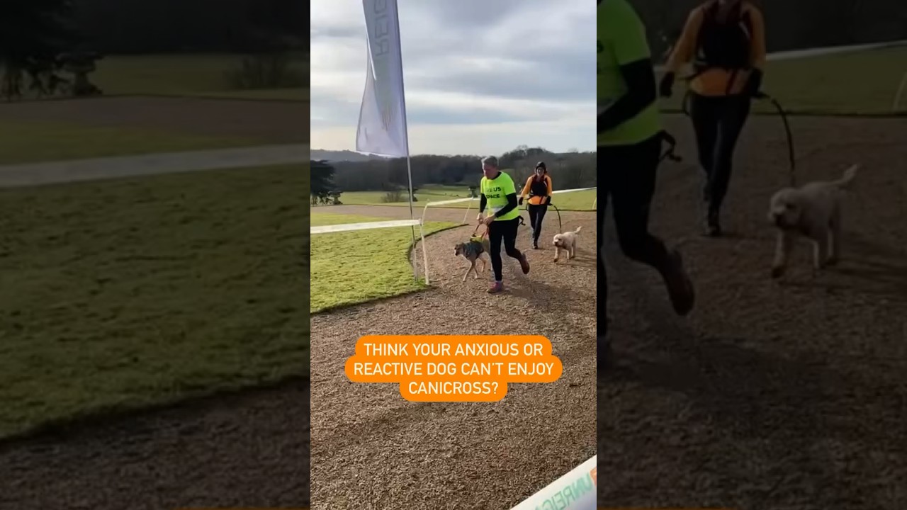 Think your reactive dog can&rsquo;t enjoy Canicross? Think again.We&rsquo;ve seen success for many in this sport