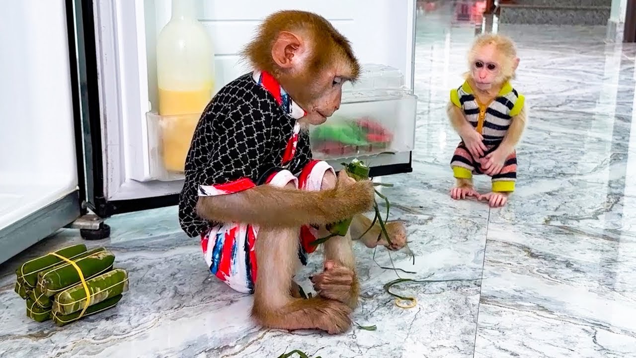 Monkey Kaka and Monkey Mit eat fermented raw meat.