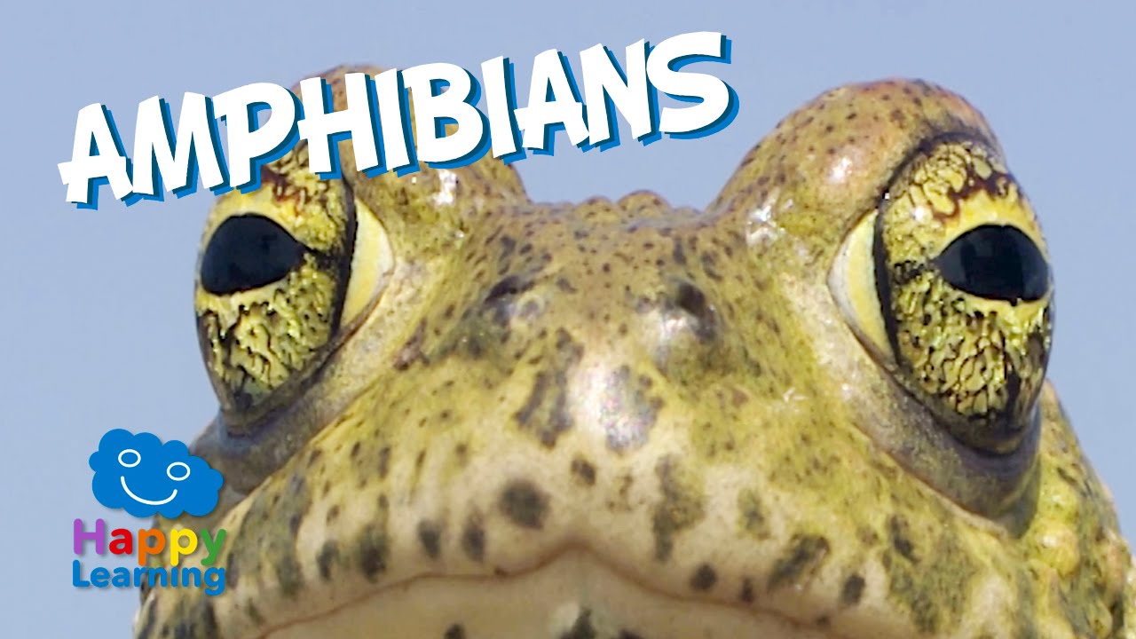 Amphibians | Educational Video for Kids