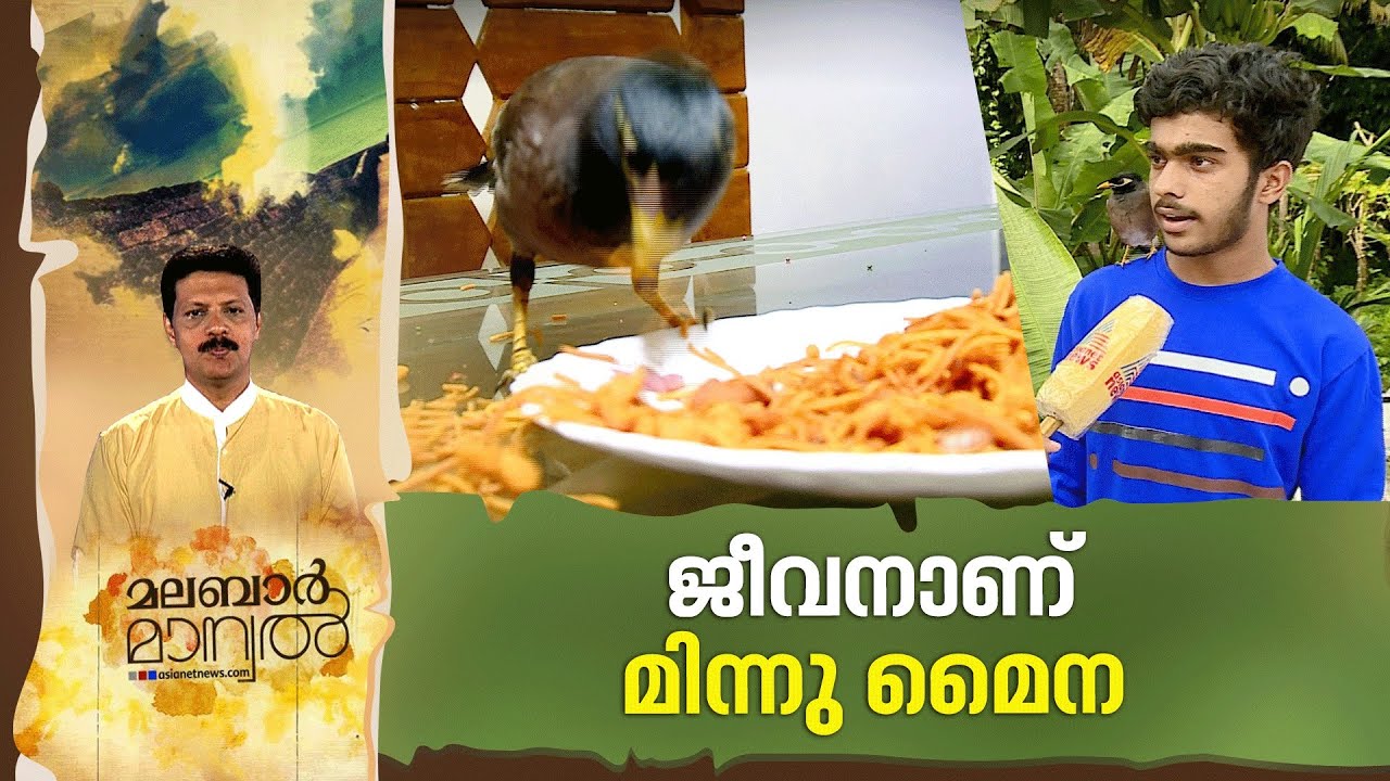 മൈനയില്ലാതെ ഇവർക്ക് ജീവിക്കാനാവില്ല! Minnu Myna pet Bird of Aromal | Malabar Manual 4 JUL 2022
