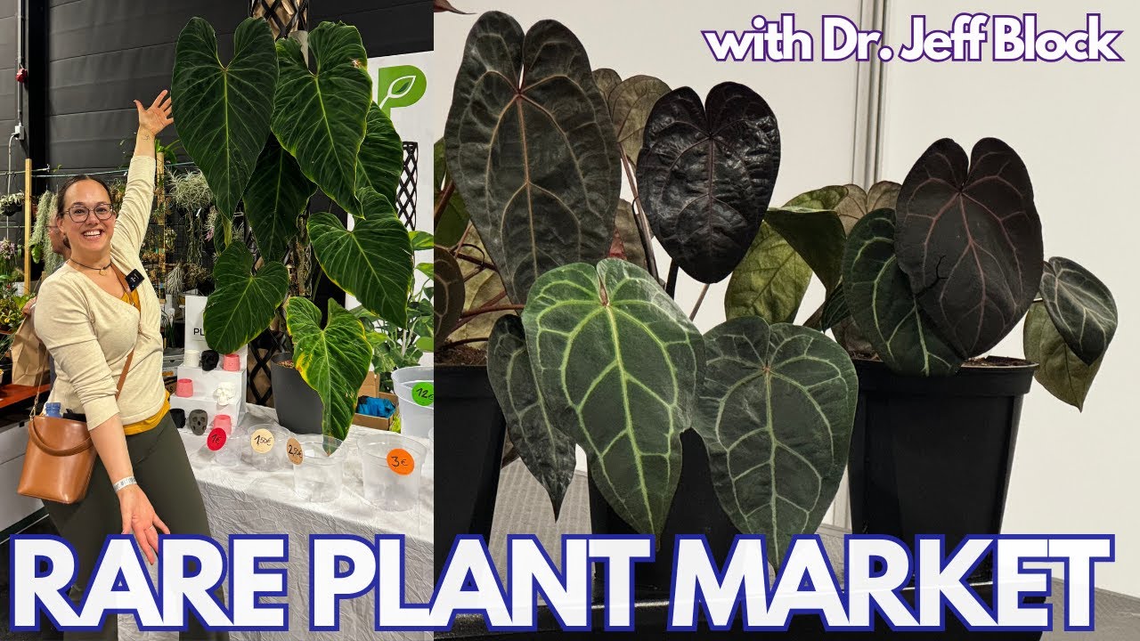 Biggest Rare Plant Market of the Netherlands: myBotanika Houten | Plant with Roos