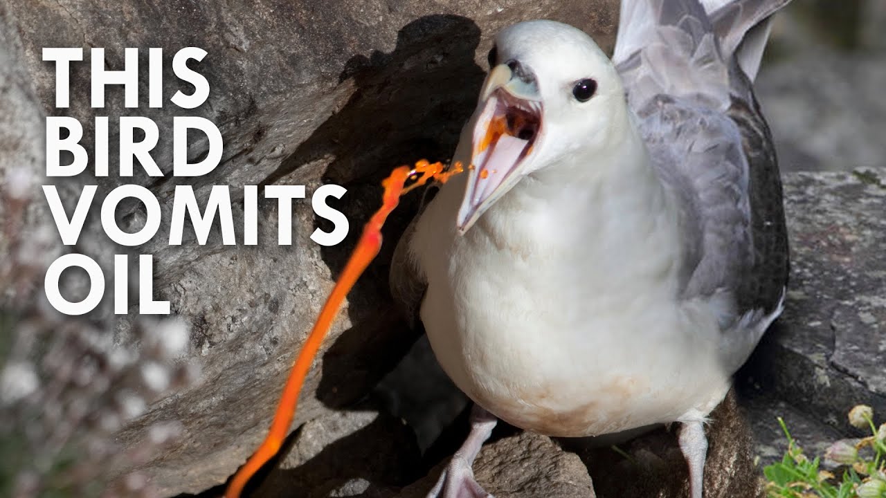 Spitters and Defensive Vomiters: Nature is Gross