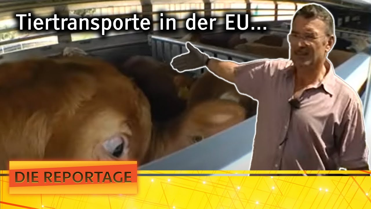 "Der Stierflüsterer": Werden die Tierschutzbestimmungen eingehalten? | Die Reportage | ATV