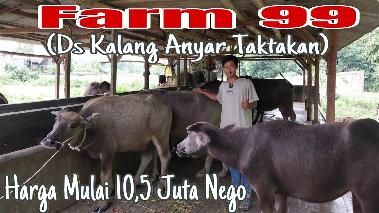 Murah Mulai 10,5 Juta ! Review Harga Kerbau/Sapi Di 