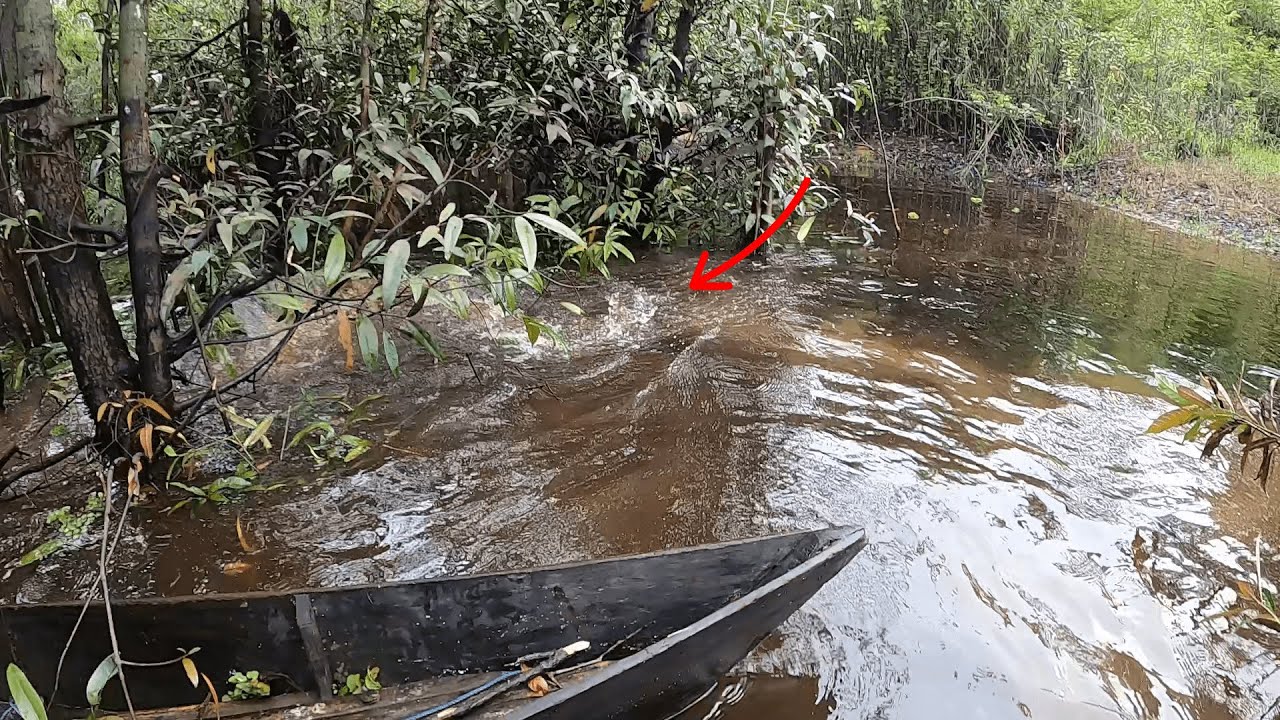 TAK JERA , DETIK-DETIK PREDATOR MENGAMUK DI RAWA !!!