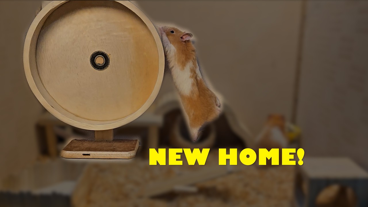 Milo Exploring His Cozy New Home