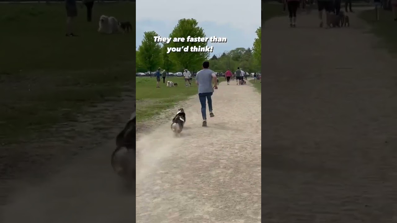 Corgis run faster than you&rsquo;d think! #corgi #dogs