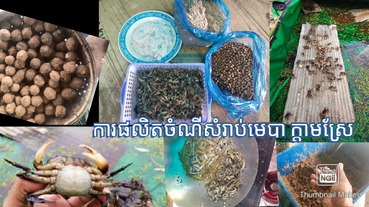 ការផលិតចំណីសំរាប់មេបា ក្តាមស្រែ