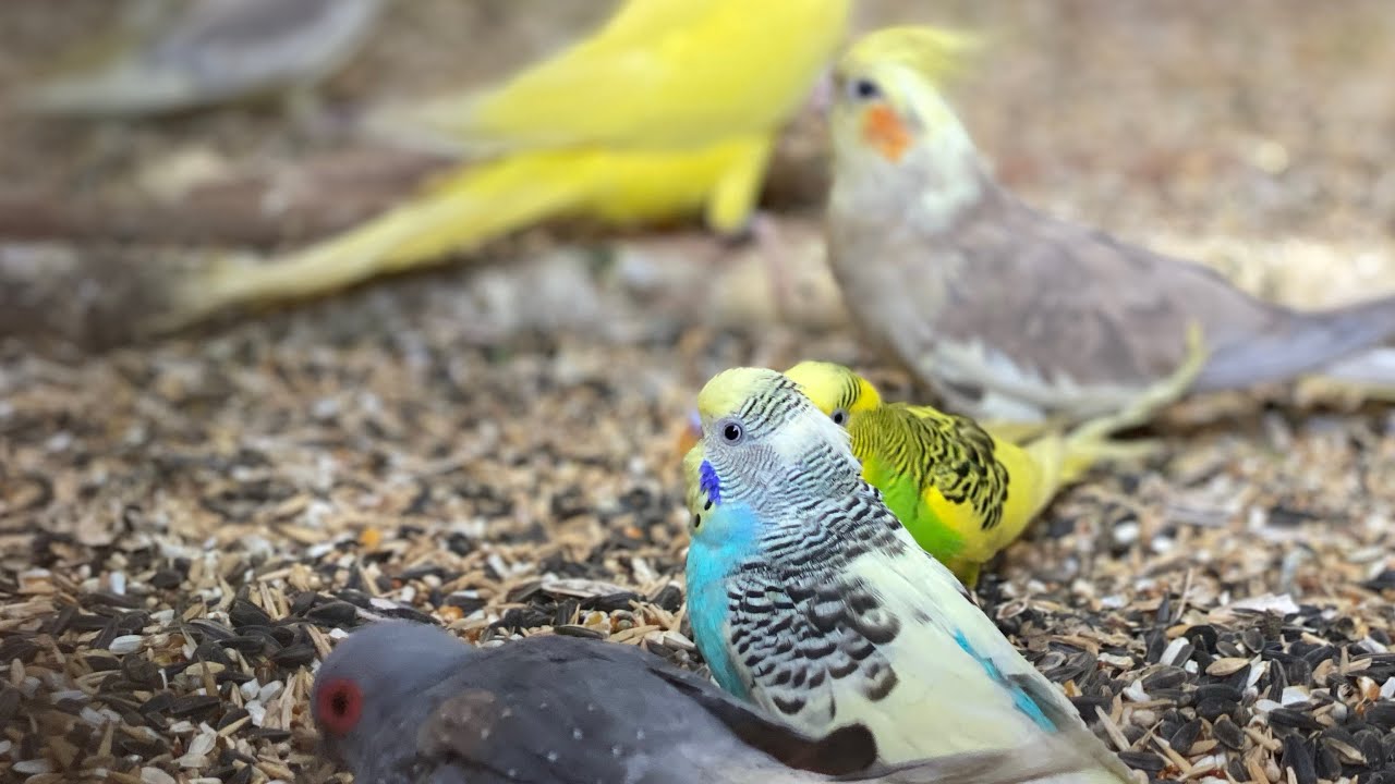 Parrots sounds and natural chirping 