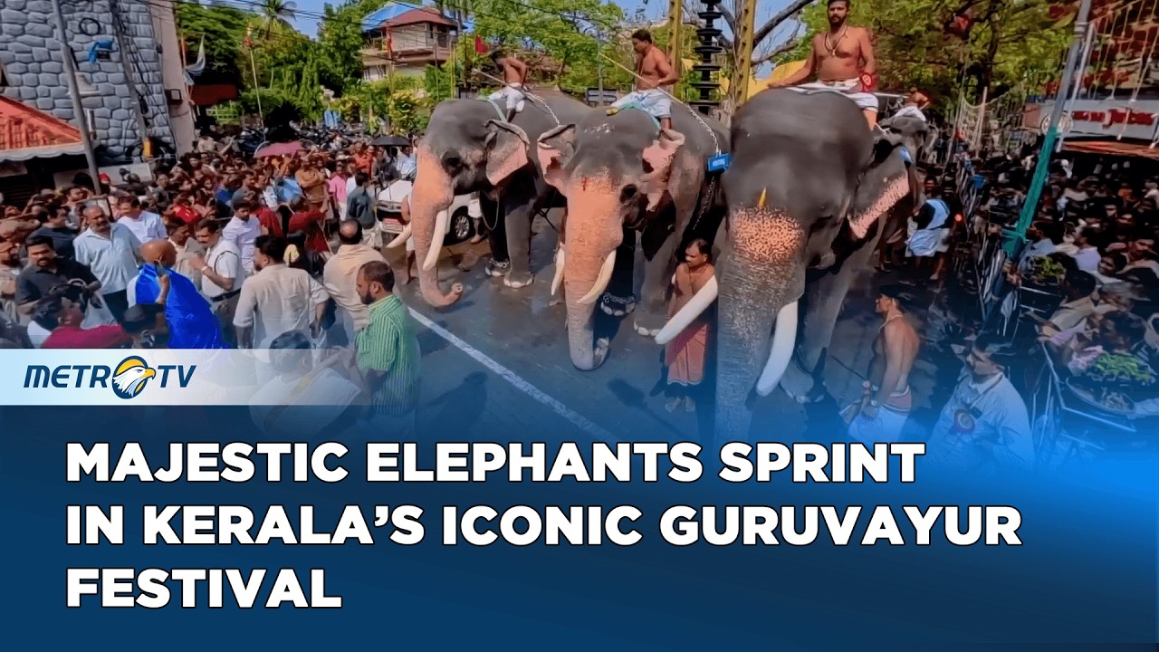 Guruvayur Elephant Race: Devotion, Tradition, and a Thrilling Sprint