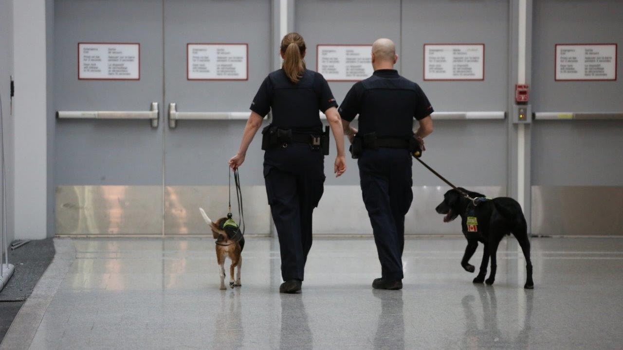 Retirement of Detector Dogs Jagger and Chloe