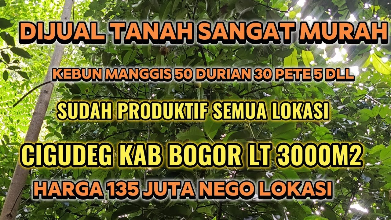 DIJUAL TANAH SANGAT MURAH KEBUN MANGGIS 50 DURIAN 30 POHON PETE 5 CAMPEDAK FLL SUDAH PRODUKTIF SEMUA