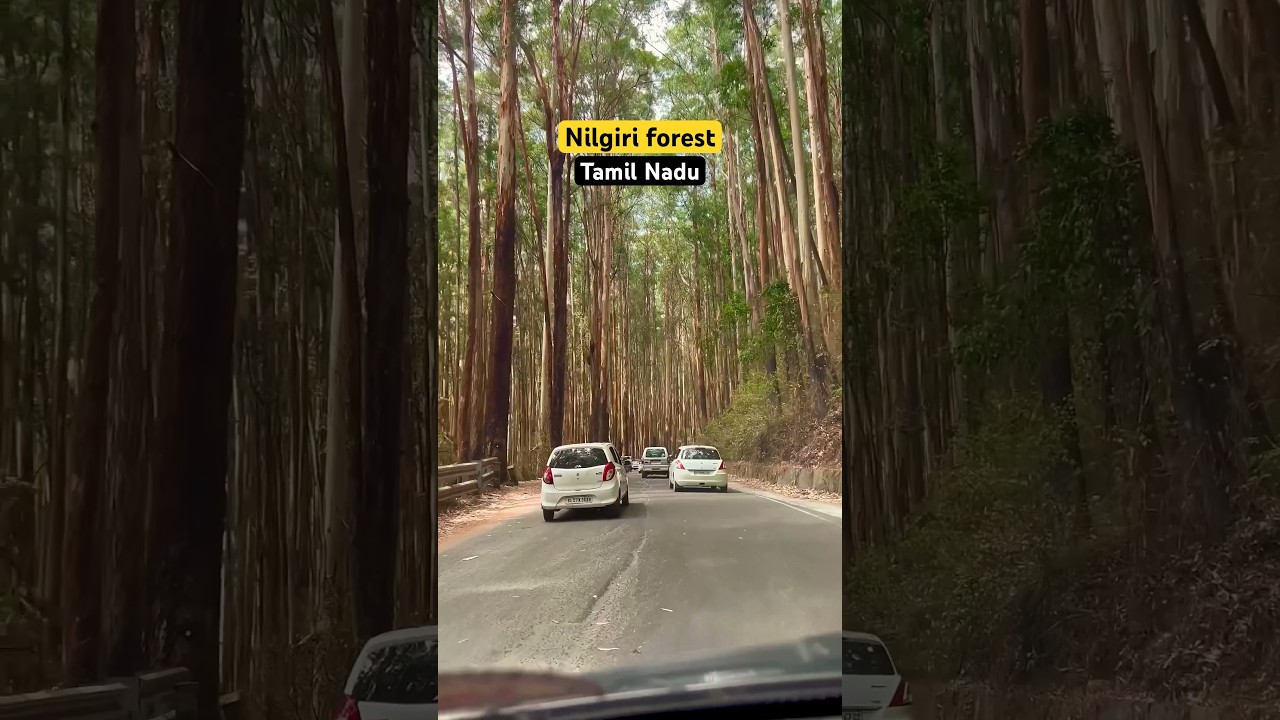 Nilgiri forest | Nilgiri hills | Western Ghats | Tamil Nadu #incredibleindia #forest #tamilnadu