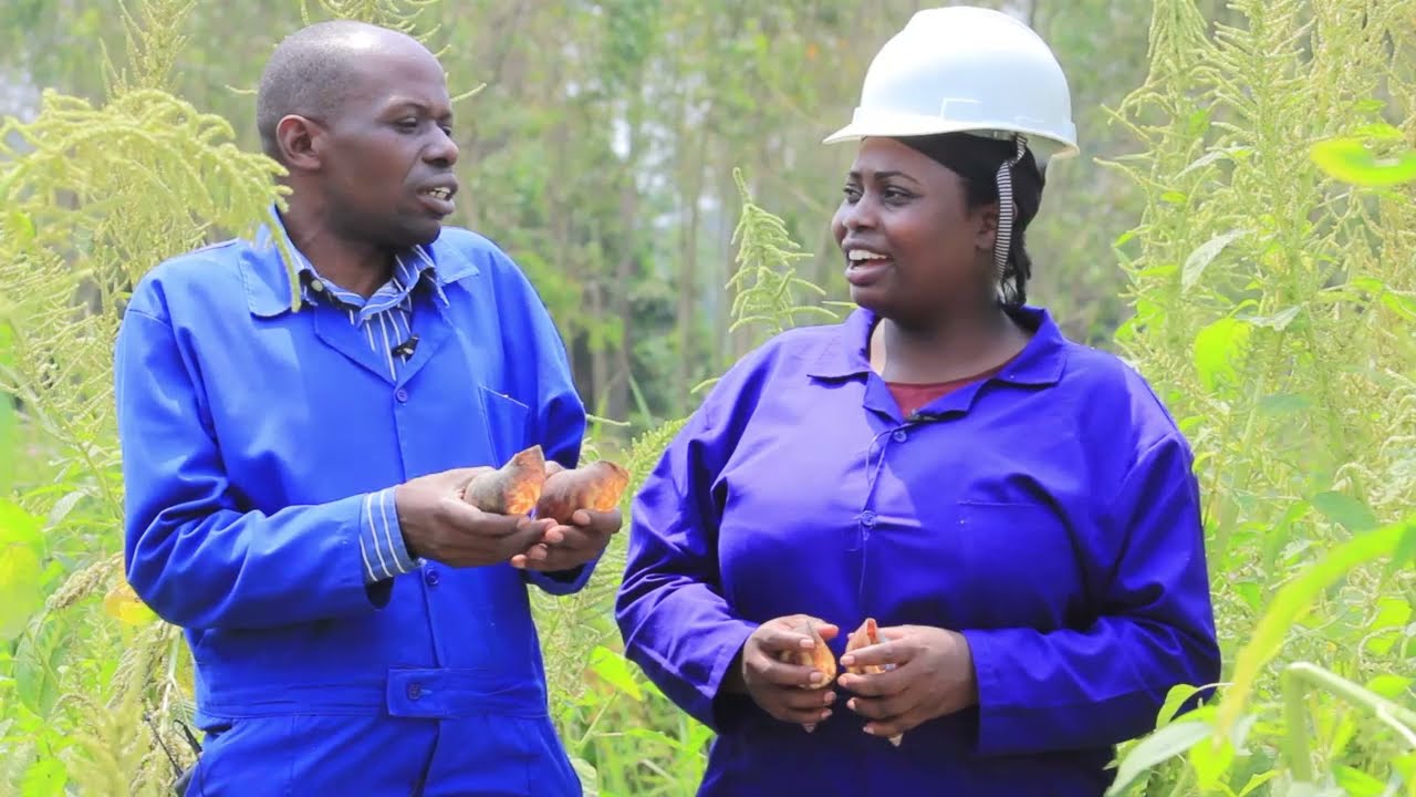 snail farming / okulunda amakovu part 1