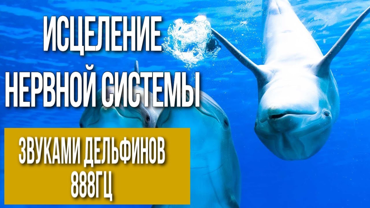 Исцеление нервной системы  звуками дельфинов► 888Гц