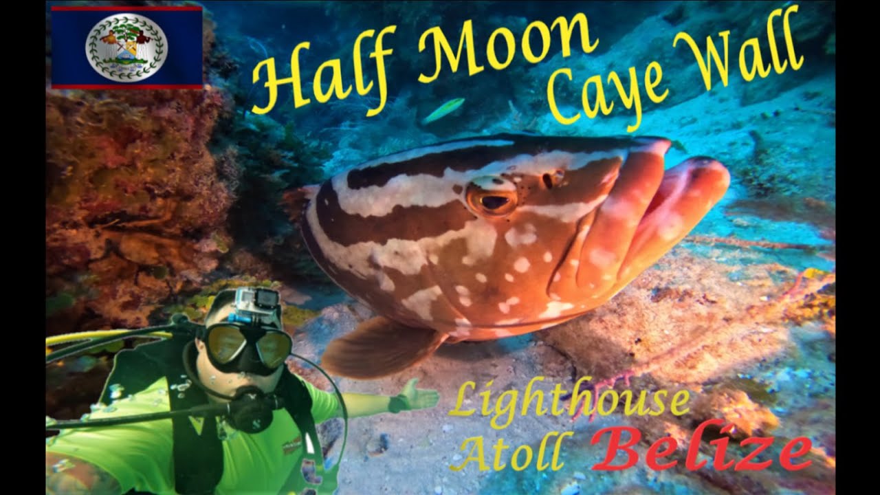 Scuba Diving Half Moon Caye Wall, Lighthouse Reef Belize. 4K