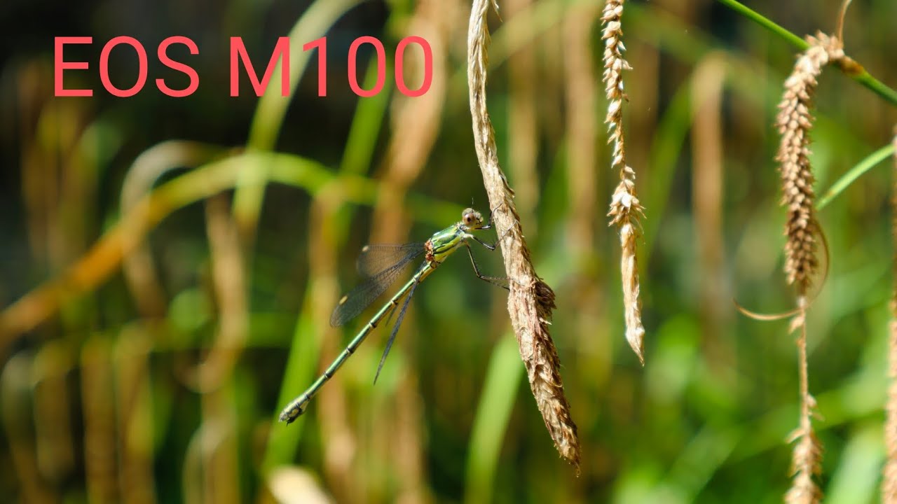 Canon EOS M100 - Video test