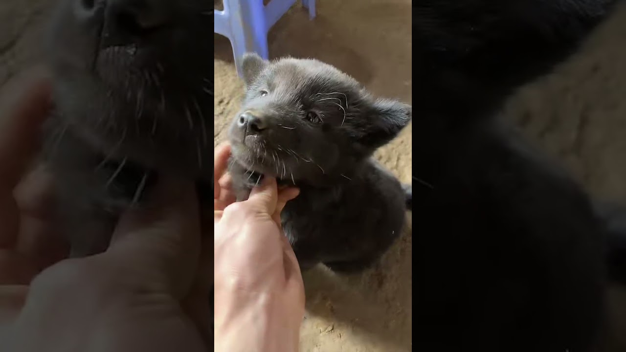 TikTok, tungtoi06, LyuHan류한, 22.02.2026, 11h32m43s