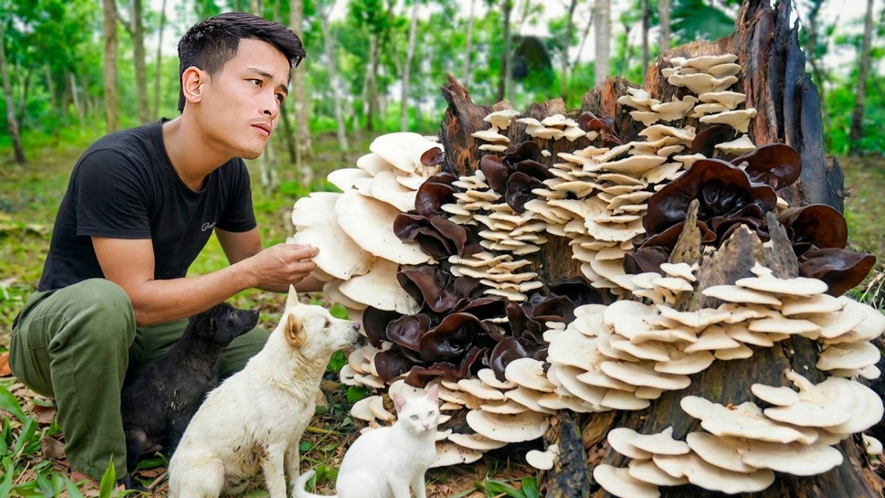 Harvesting Wood Ear Mushrooms, Goes Market  to sell | Farm Care & Cooking | Young CEO with Tom & Lu