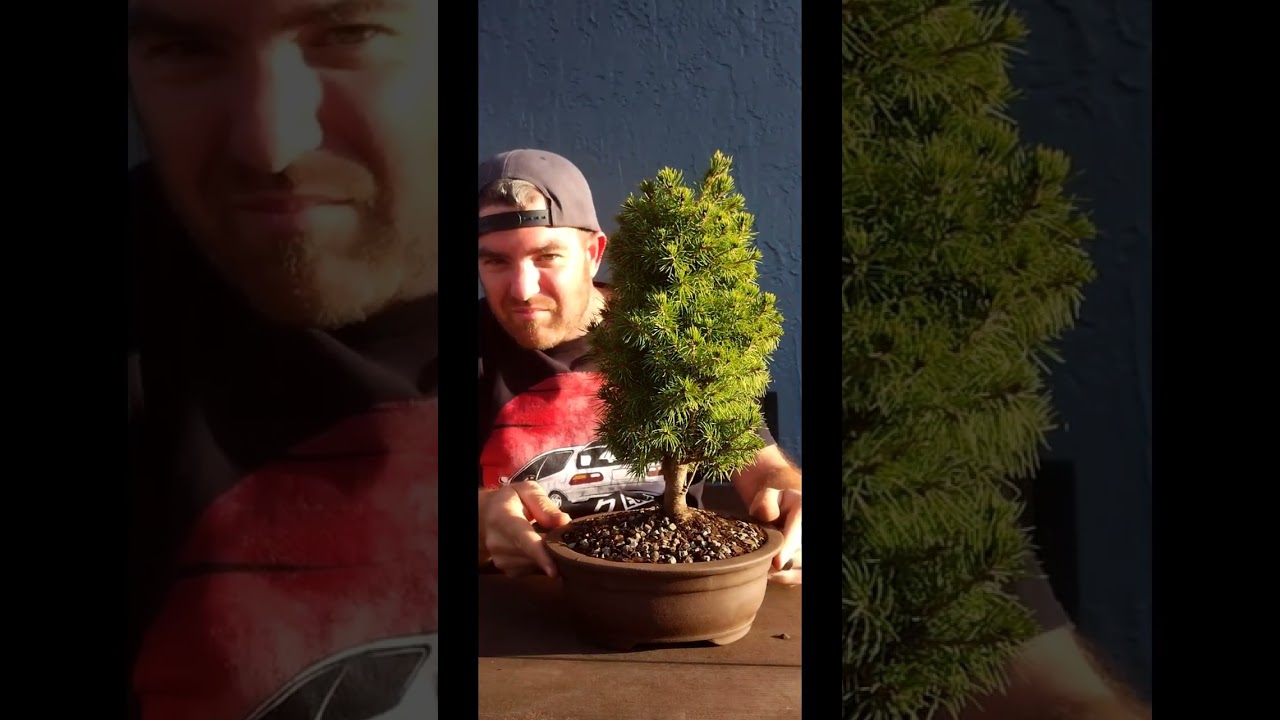 Alberta Spruce Bonsai Tree from Nursery Stock 🔴 Before & After #bonsai #beforeandafter #shorts